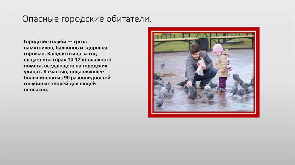 Опасные городские обитатели.