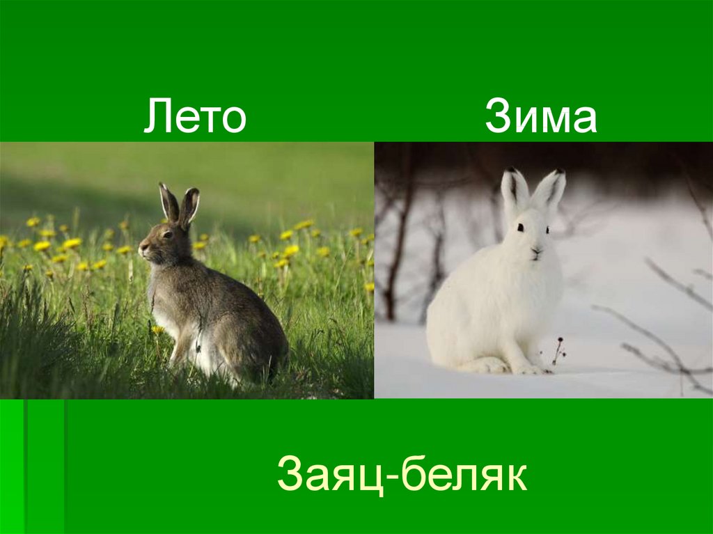 Заяц Беляк зимой и летом. Заяц Русак меняет окраску. Заяц летом для детей. Изменение окраски зайца беляка