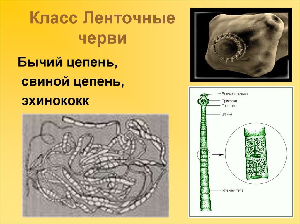 Цепни относятся к плоским червям. Ленточный червь цепень. Ленточные черви бычий цепень. Ленточные черви эхинококк. Ленточные черви бычий цепень строение.