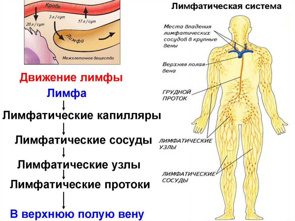 Лимфатическая система. Лимфообращение - online presentation