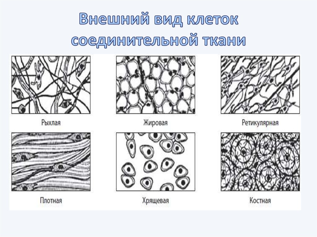 Назовите изображенные на рисунке ткани. Типы строение соединительной ткани. Соединительная ткань жировая ткань строение клеток. Подвиды соединительной ткани. Строение клеток соединительной ткани.