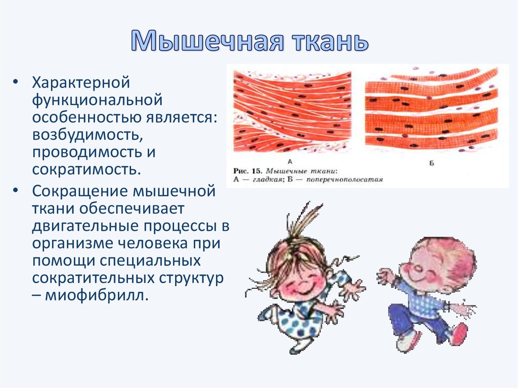 Функциональная характеристика мышечной ткани