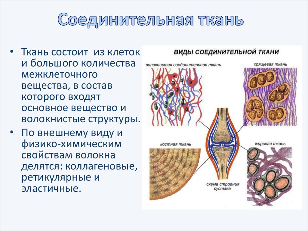 Органы соединительной ткани человека