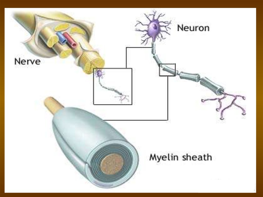Строение нерва оболочки. Строение миелиновой оболочки. Миелиновая оболочка нейрона. Таблетки для восстановления миелиновой оболочки нерва. Нерв Аксон и миелиновая оболочка.