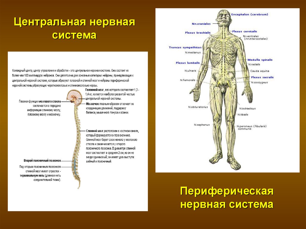 Какие органы входят в нервную систему человека. Нервная система человека. Центральная и периферическая нервная система. ЦНС И периферическая нервная система. Нервная система анатомия.