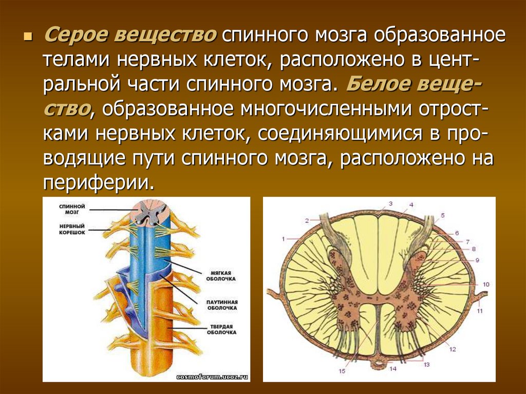 Является продолжением спинного мозга состоит. Серое вещество анатомия. Серое и белое вещество спинного мозга. Строение серого вещества спинного мозга анатомия. Строение белого вещества спинного мозга.