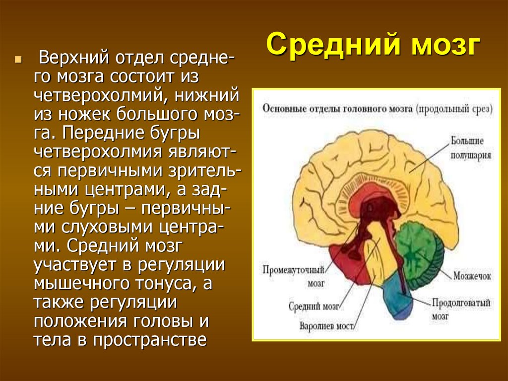 Верхние холмики мозга. Отделы среднего мозга. Строение среднего мозга. Строение отдела среднего мозга. Средний мозг верхний отдел.