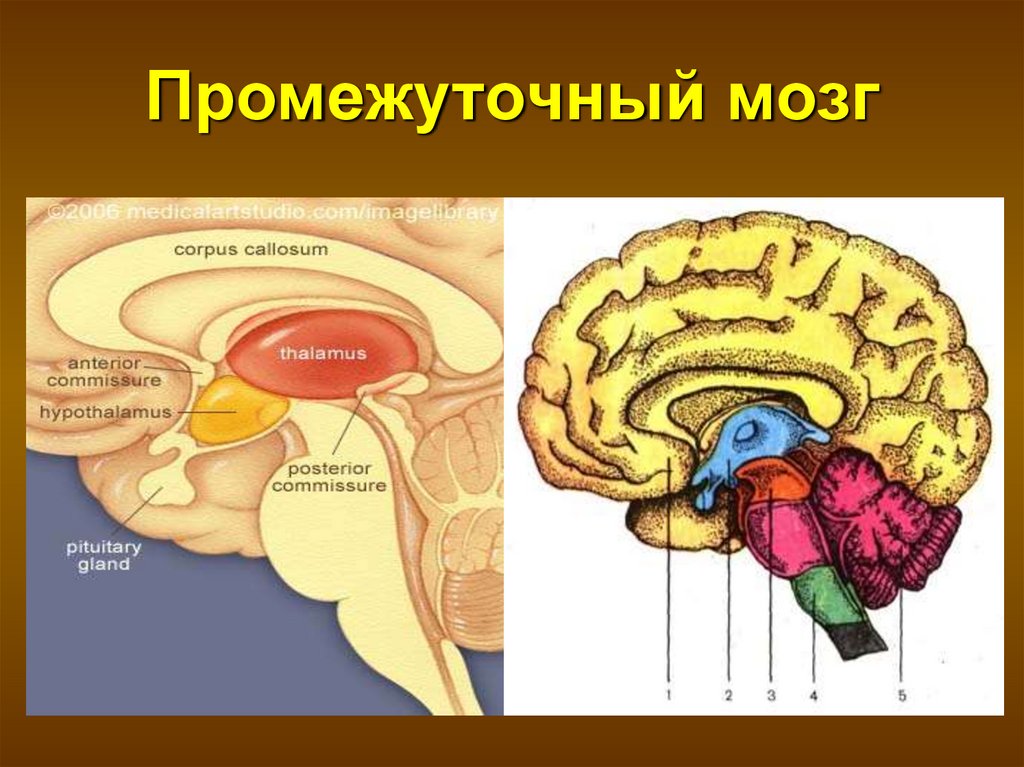 Промежуточный мозг располагается в. Строение промежуточного мозга отделы мозга. Строение промежуточного мозга подробно. Промежуточный мозг анатомия строение. Строение отдела промежуточного мозга.