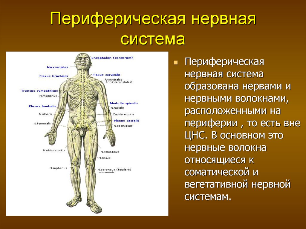 Укажите название органа периферической нервной системы человека. Периферическая нервная система. Переферическанервная система. Переферическа нервная сис. Пертферичнскаянеовная система.