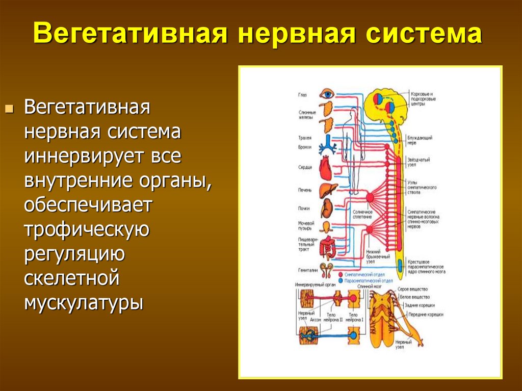 Какие органы входят в нервную систему человека. Анатомия, физиология, функции вегетативной нервной системы. ВНС - строение, анатомия, физиология.. Центральные структуры вегетативной нервной системы физиология. Органы которые иннервируются вегетативной нервной системой.