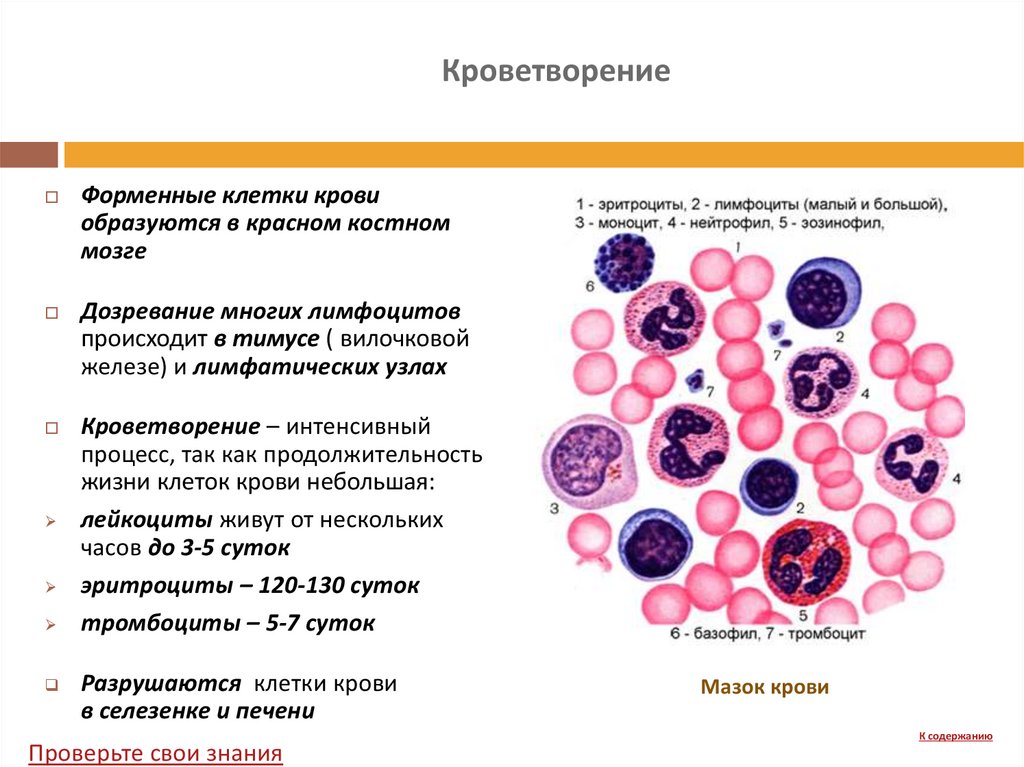 Клетки образующиеся в красном костном мозге. Форменные элементы крови костный мозг. Схема развития форменных элементов крови. Схема кроветворения кровь костный мозг. Красный костный мозг гистология развивающиеся клетки крови.