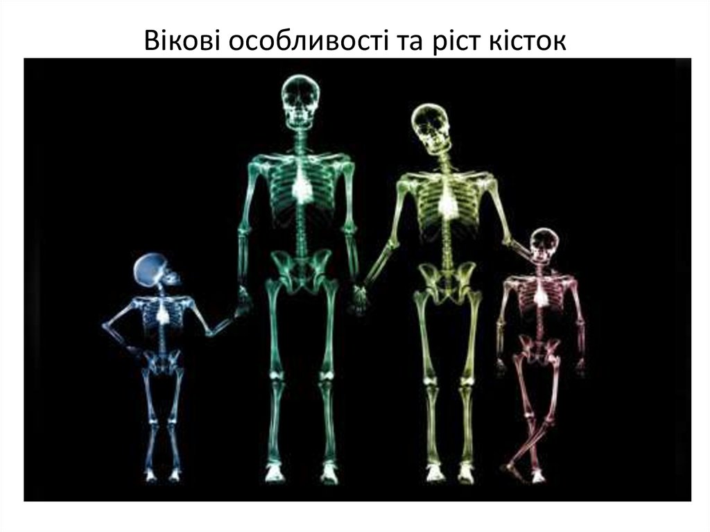 Вікові особливості та ріст кісток