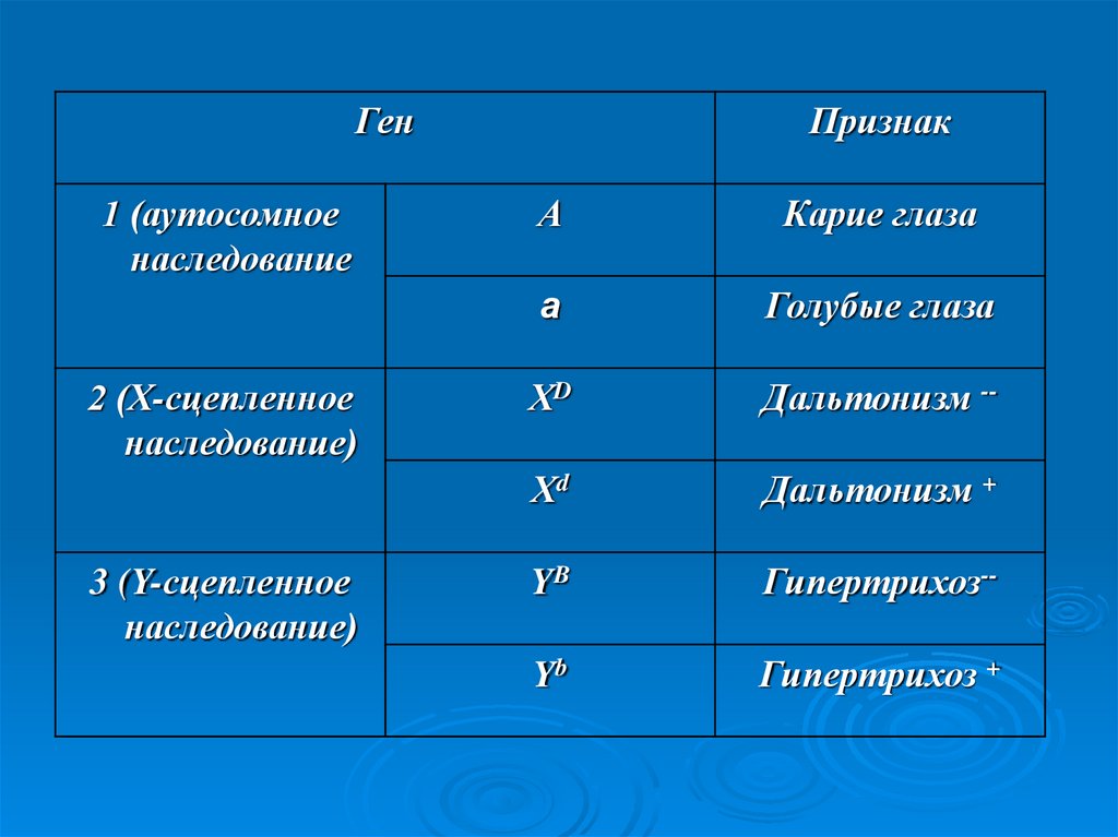 Цвет глаз у человека определяет аутосомный