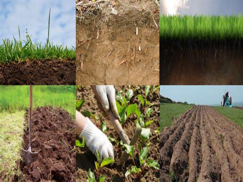 Повышение плодородия земель. Плодородие грунта. Плодородная почва. Плодородие почвы. Плодородность почвы.