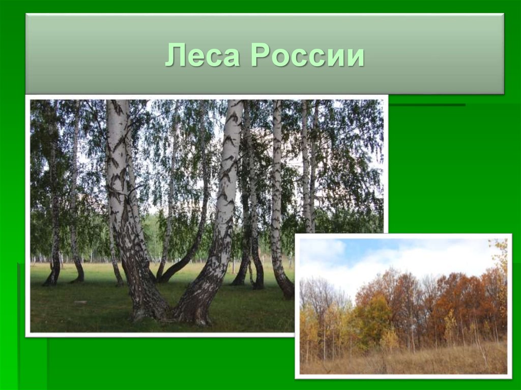 Леса россии презентация 1 класс