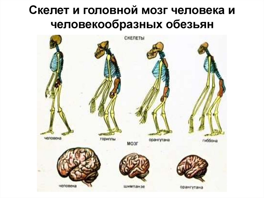 Эволюция размера мозга. Строение мозга человекообразной обезьяны. Строение скелета человека и человекообразных обезьян. Головной мозг человекообразных обезьян. Головной мозг человека и человекообразной обезьяны.