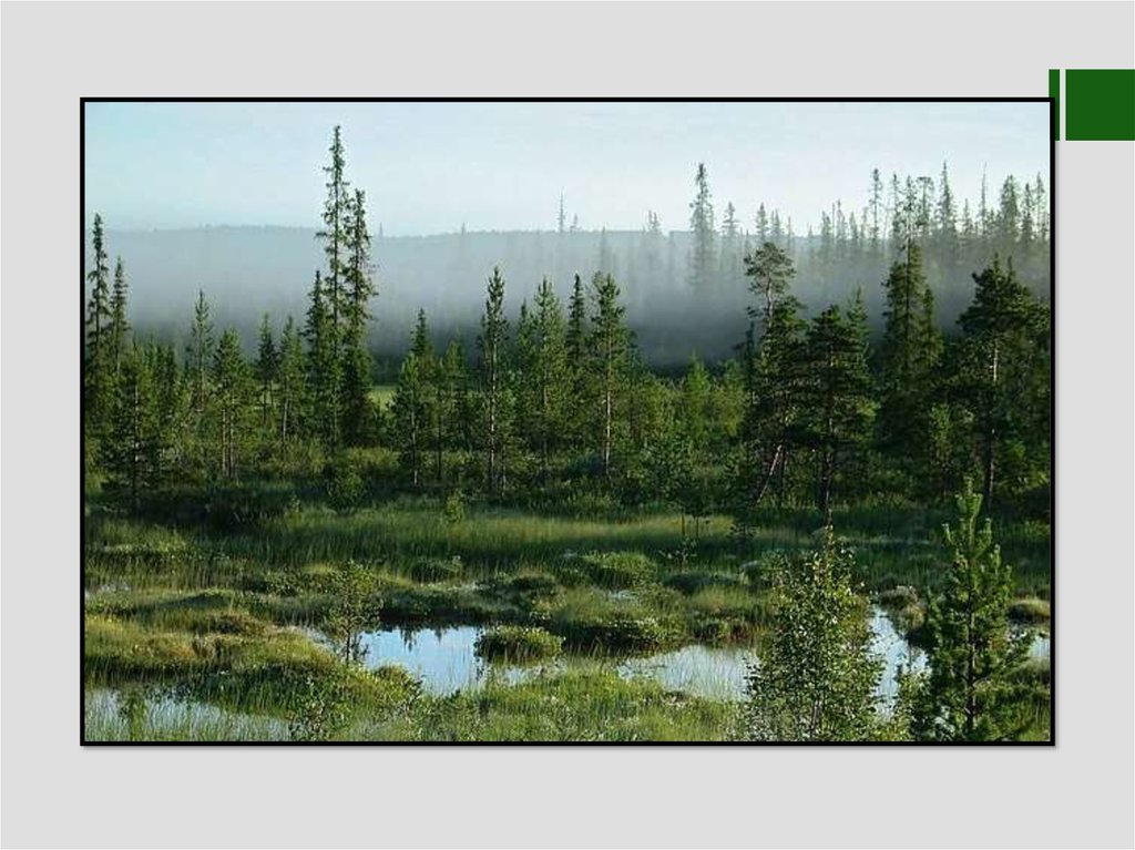 В тайге много болот. Заболоченная Тайга Западной Сибири. Таежный болотистые озера. Болото Сибирь Тайга. Таежная Лесоболотная зона.