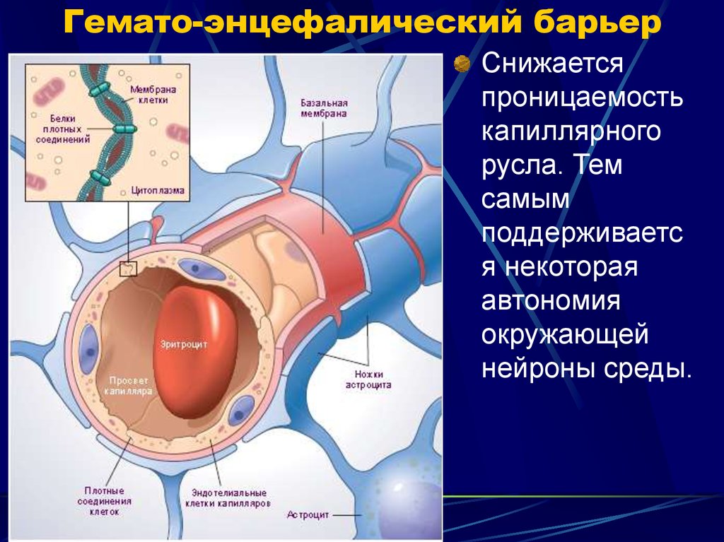 Строение гематоэнцефалического барьера схема