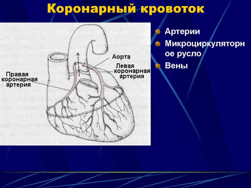 Презентация коронарные артерии