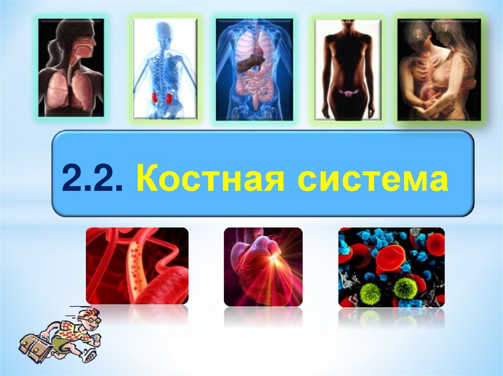 Обновление человеческого организма презентация. Рыжие волосы это биологическое или социальное. Корсетная функция организма презентация. Как организм адаптируется к Кок.