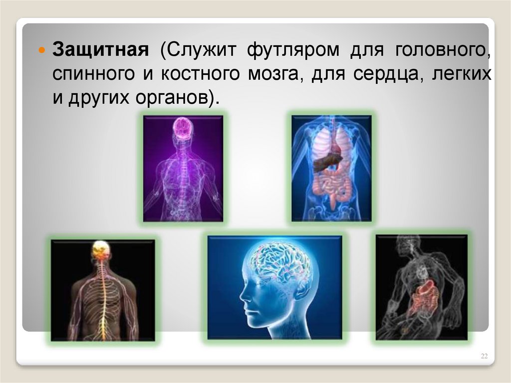 Биологические силы. Человек как единый вид.