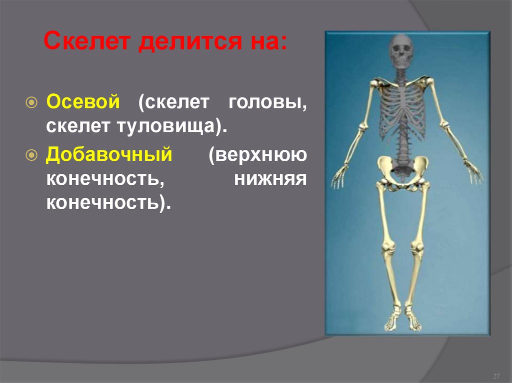 Скелет туловища конечностей. Скелет делится на. Осевой скелет. Скелет человека делится на. Части скелета осевой и добавочный.