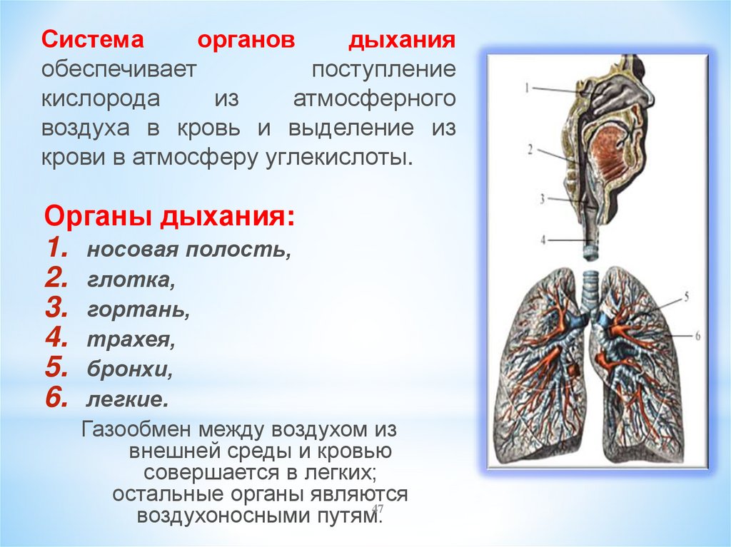 Последовательность поступления воздуха в организм. Поступление воздуха в легкие. Дыхательная система обеспечивает поступление в организм. Поступление кислорода в кровь. Поступление воздуха в организм.