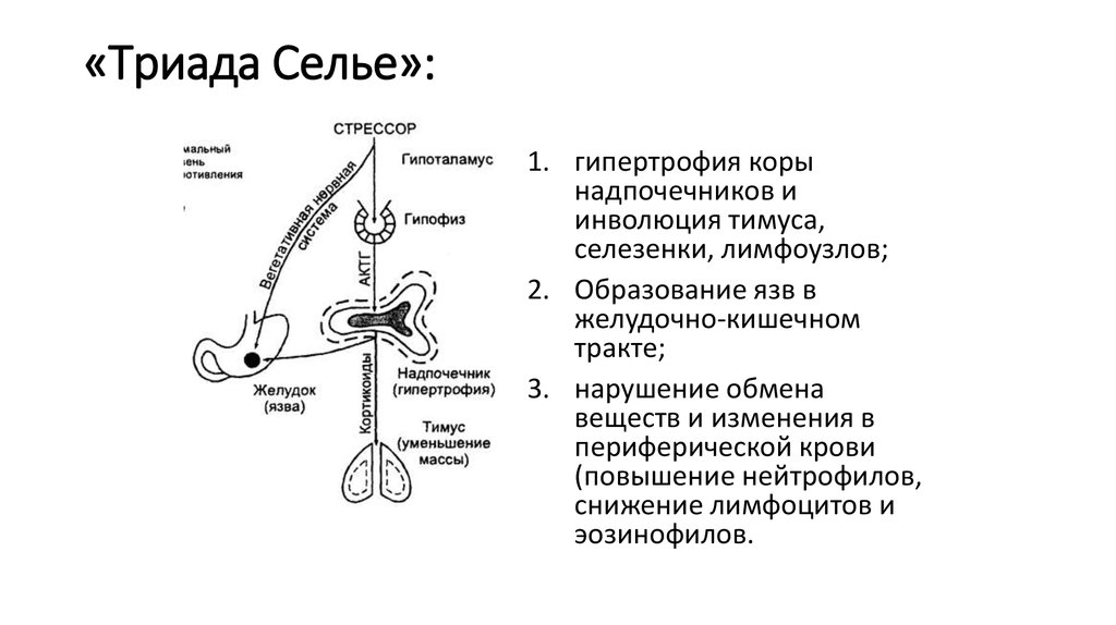 Стресс адаптационный синдром селье. Стресс Триада Селье. . «Триада признаков» стресса по г. Селье. Ганс Селье теория стресса. «Классическая Триада стресса» по г. Селье»..