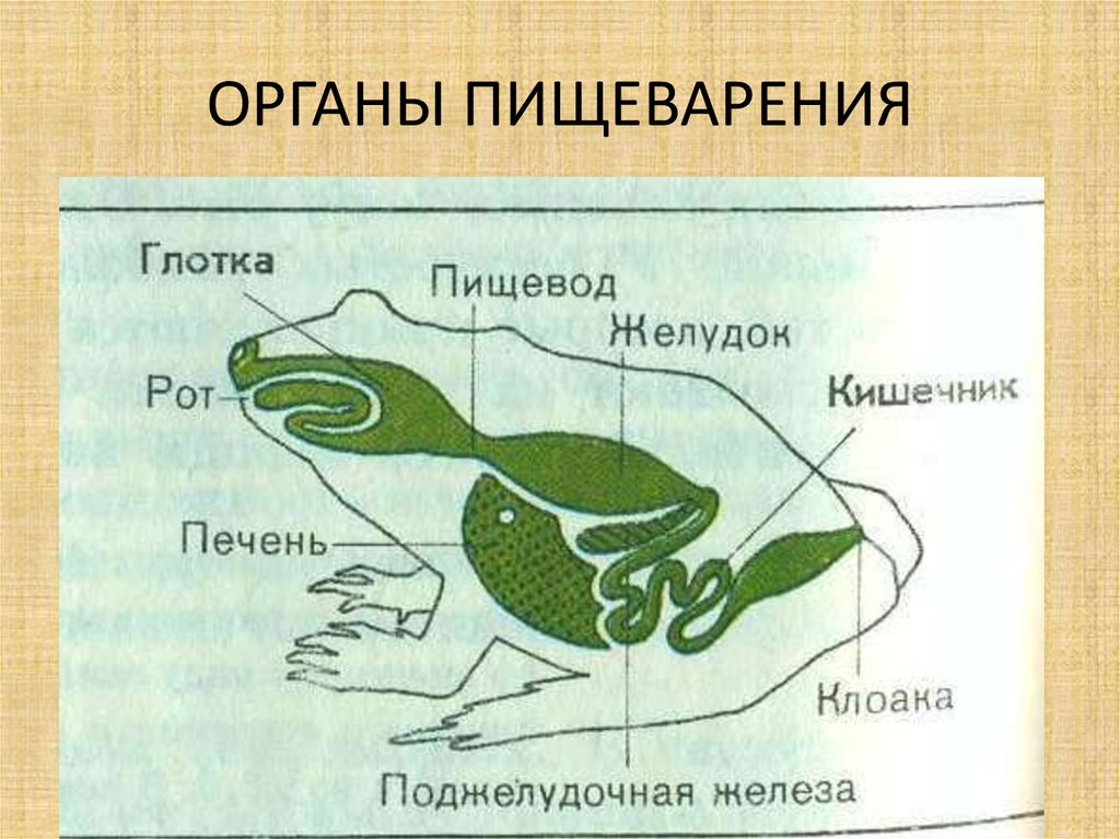 Схема пищеварительной системы лягушки