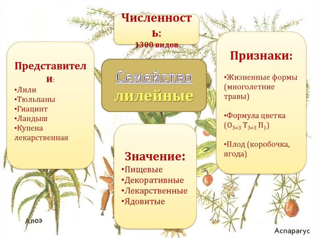 Виды представителей. Какой критерий вида многолетнее растение. Купена формула цветка. Осетроаве признаки и представители.