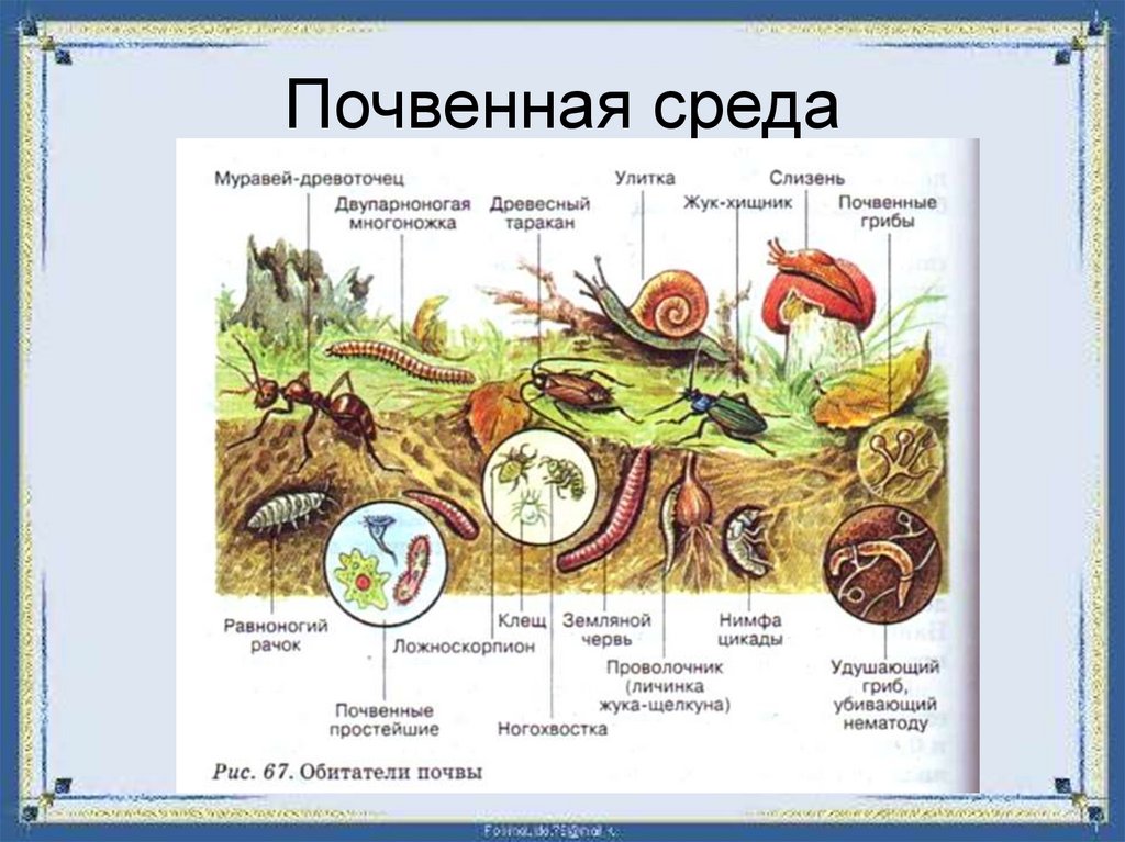Среда обитания любого растения. Почвенная среда обитания растения. Растения в почтенной среде. Живые организмы в почвенной среде. Среды жизни почва примеры.