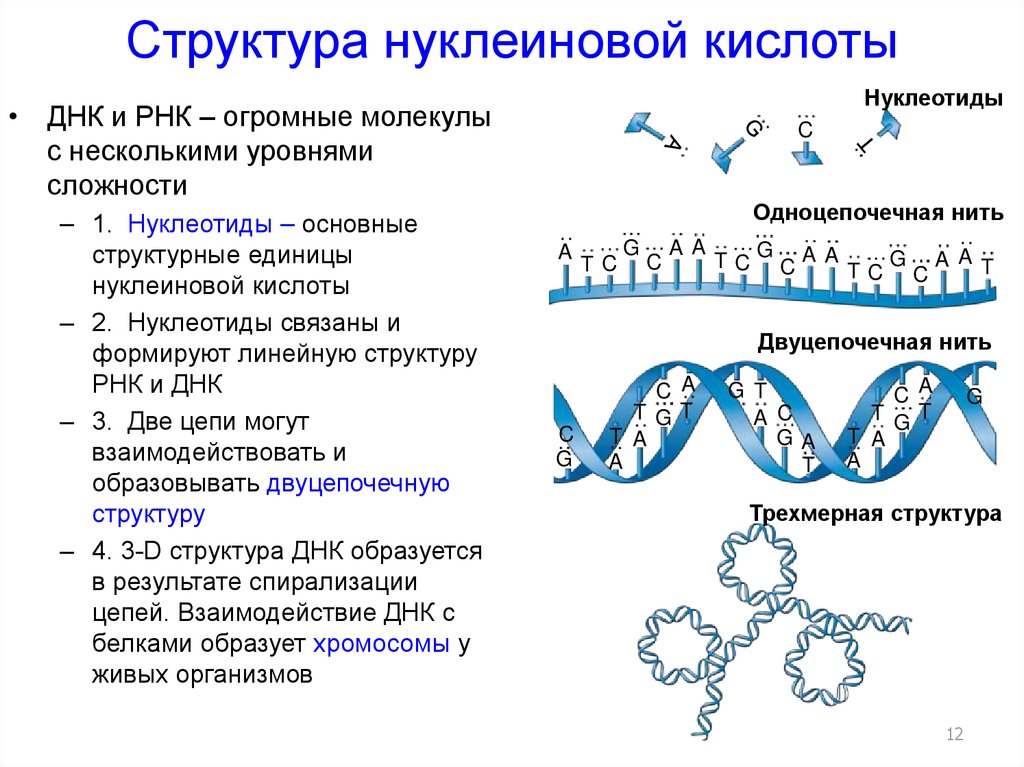 Изменения происходят в последовательности нуклеотидов молекулы днк. Нуклеиновые кислоты строение структура. Структура нуклеиновых кислот. Структура ДНК И РНК формулы. Структура нуклеотидных кислот.