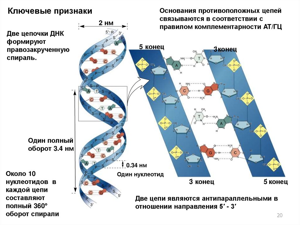 Изменения происходят в последовательности нуклеотидов молекулы днк. Строение ДНК антипараллельность. Репликация ДНК 5 И 3 концы. Молекулярный механизм репликации ДНК. Строение и репликация ДНК.