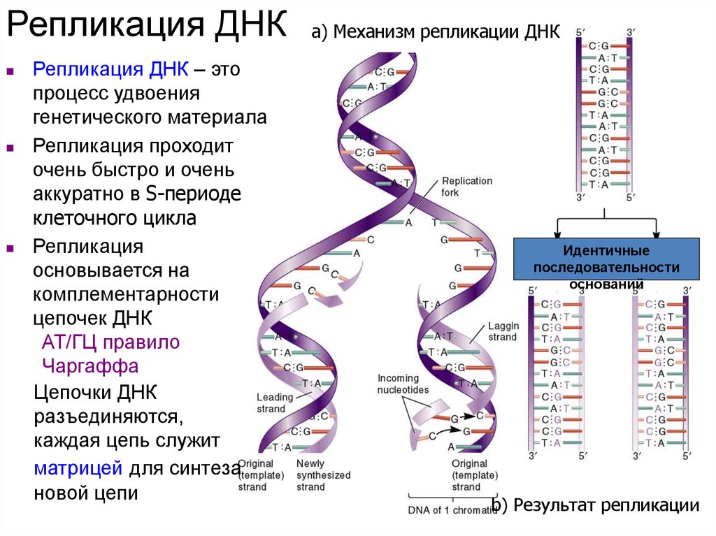 Изменения происходят в последовательности нуклеотидов молекулы днк. Репликация и редупликация ДНК. Процесс репликации дезоксирибонуклеиновой кислоты. Репликация молекулы ДНК (РНК). Описание основных этапов репликации ДНК.