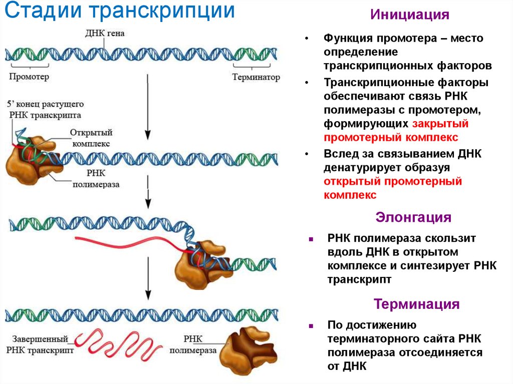 Терминация синтеза рнк. Транскрипция РНК этапы. Этапы процесса транскрипции и трансляции. Этап элонгации в репликации ДНК. Инициация репликации ДНК схема.