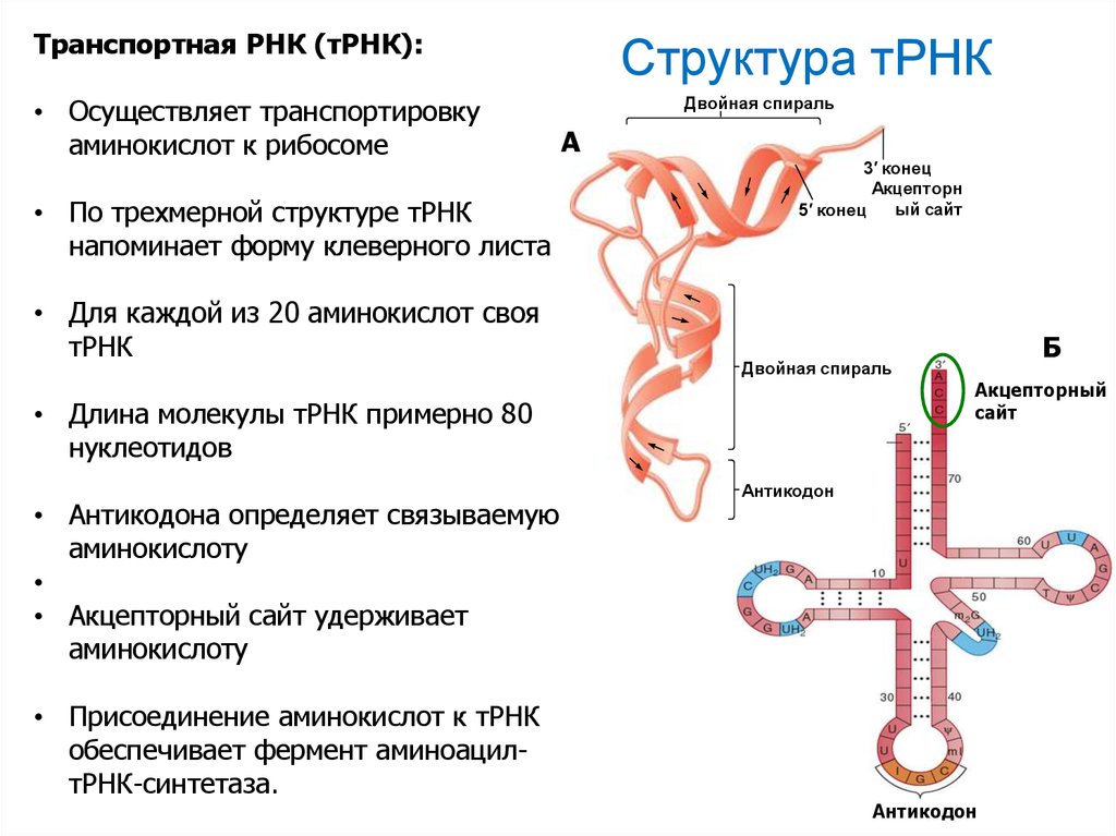 Рнк имеет форму. Структура транспортной РНК. Строение транспортной РНК биохимия. Структура ТРНК. Структура ТРНК схема.