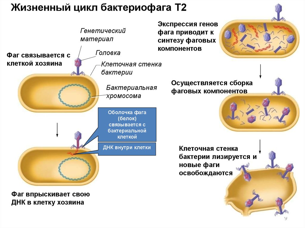 Цикл бактерии. Жизненный цикл бактериофага. Этапы жизненного цикла бактериофага. Жизненный цикл бактериофага схема. Цикл развития бактериофага схема.