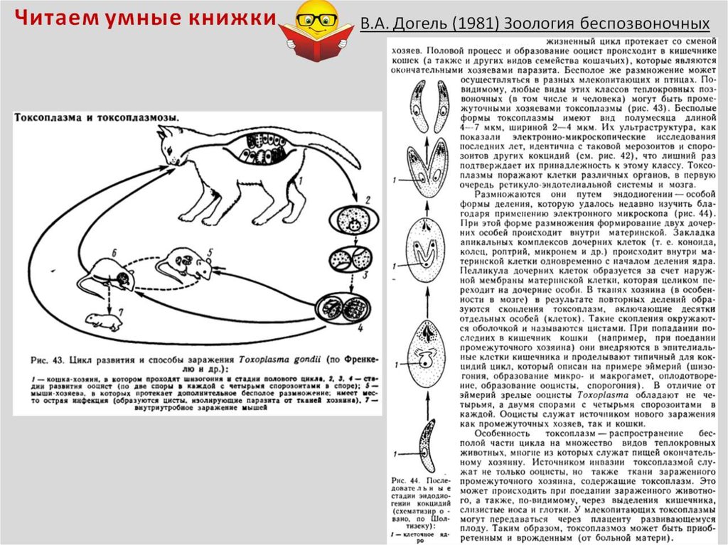 Схема развития токсоплазмы цикл