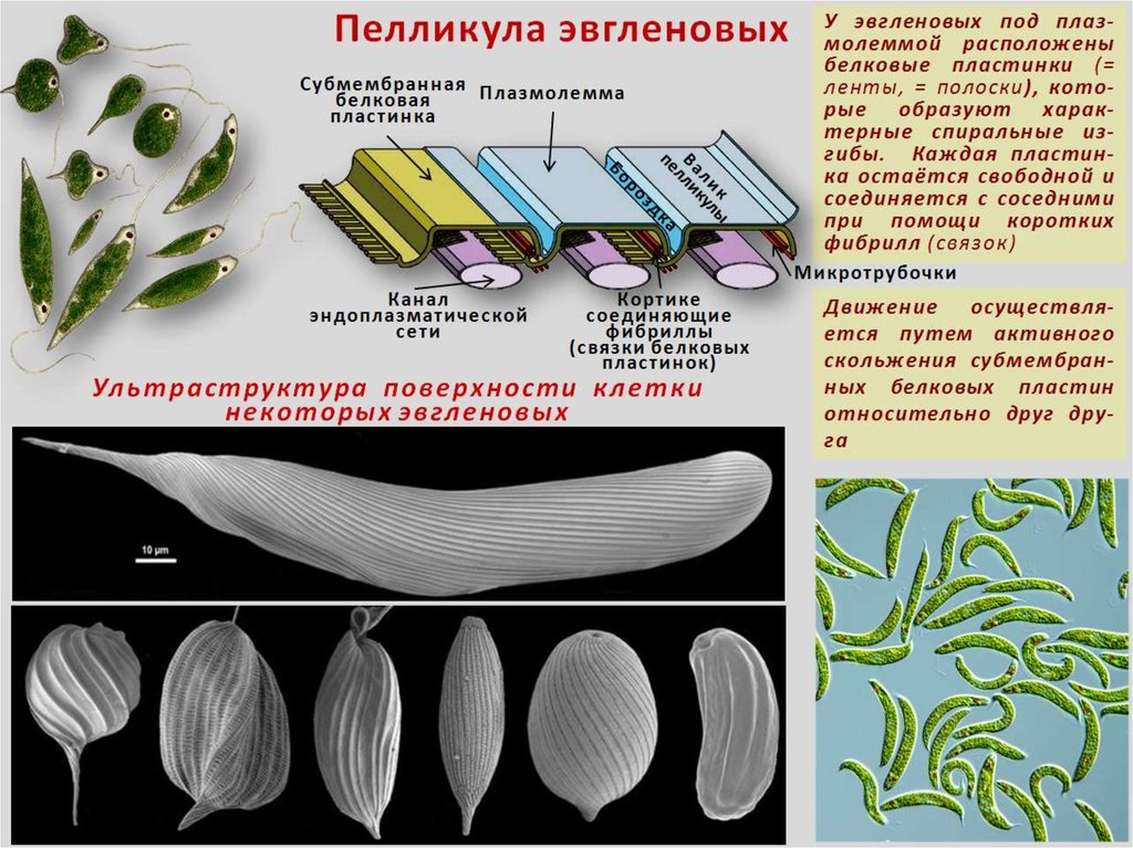 В состав простейших входит. Пелликула у простейших. Строение пелликулы эвгленовых. Пелликула простейших строение. Пелликула это в биологии.