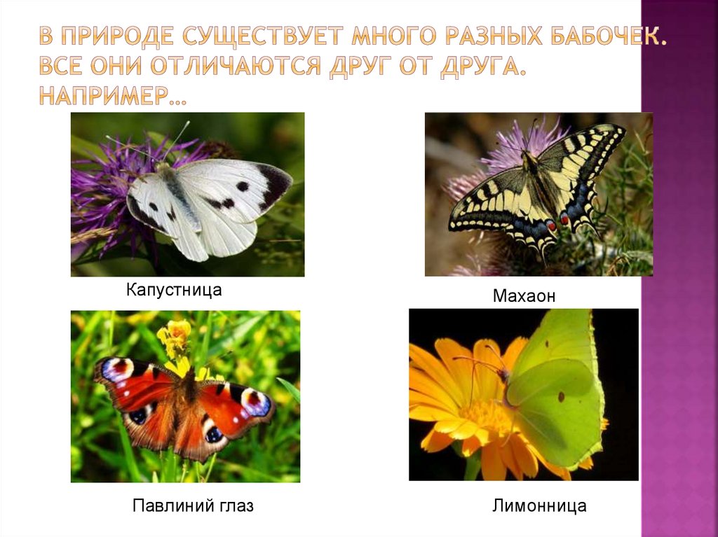 Почему бабочки такие разные и красивые. Почему бабочки разные. Бабочки разные в полете или на растениях. Такие разные бабочки. Такие разные бабочки синонимы.