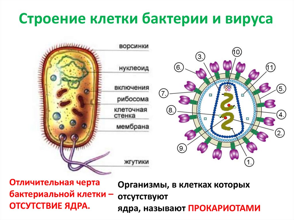 Огэ биология бактерии. Отличие вируса от бактерии строение. Строение вирусов и бактерий. Вирусы отличаются от бактерий. Строение вируса и бактерии отличие.