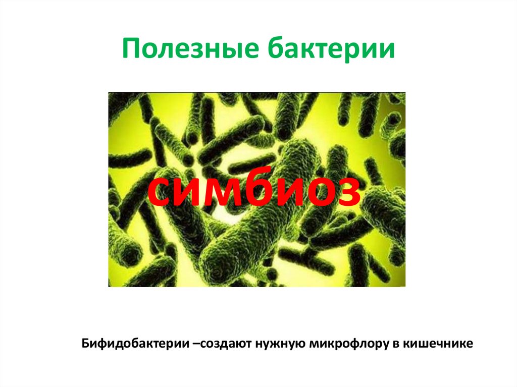 Полезные бактерии. Полезные бактерии в дикой природе.