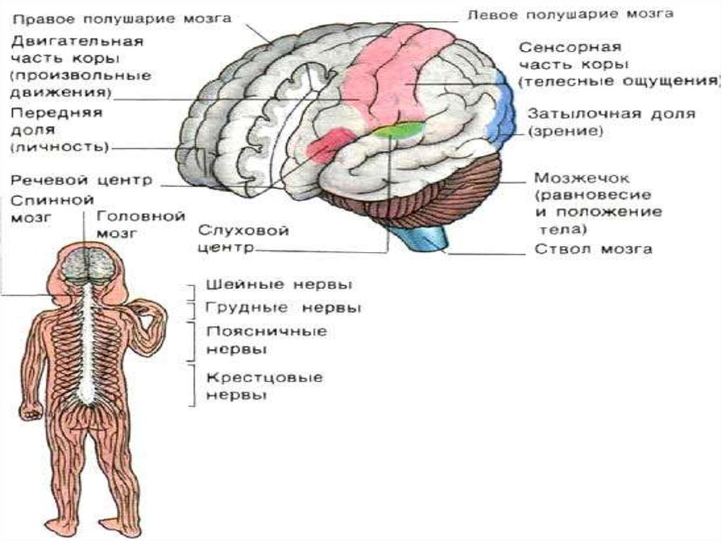 Тест по теме головной мозг. Презентация на тему головной мозг.