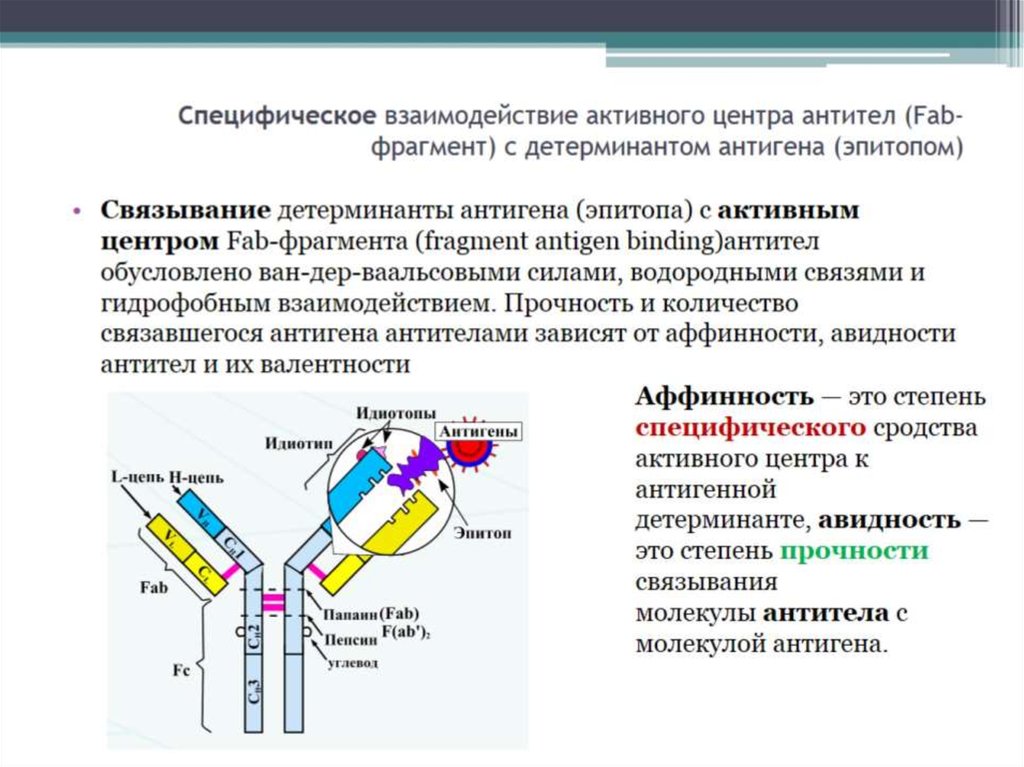 Специфическое взаимодействие активного центра антител (Fab-фрагмент) с детерминантом антигена (эпитопом)