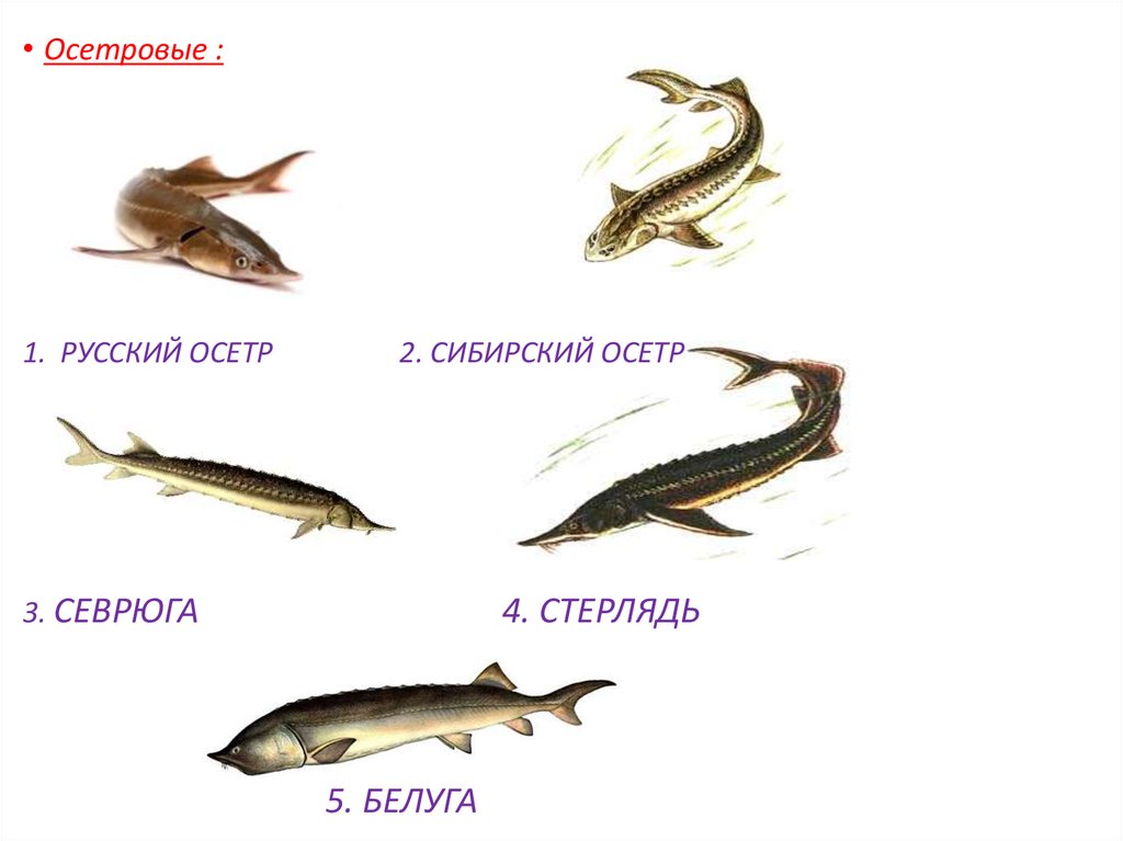 Строение осетровых рыб