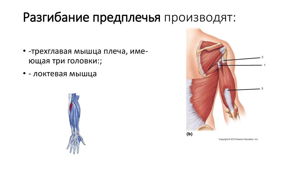 Разгибающие мышцы. Разгибание предплечья производят мышцы:. Мышцы разгибающие предплечье. Мышцы выполняющие функцию разгибания предплечья. Мышцы производящие сгибание плеча.