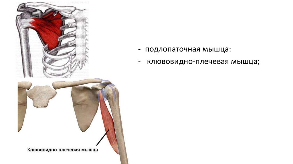 Подлопаточная мышца фото