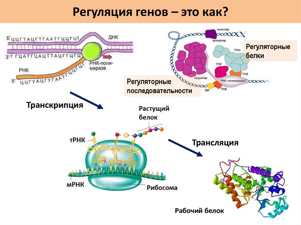 Регуляция у прокариот и эукариот. Структурные и регуляторные гены. Регуляторная последовательность ДНК. Регуляторные последовательности генов эукариот. Регуляторные последовательности Гена.