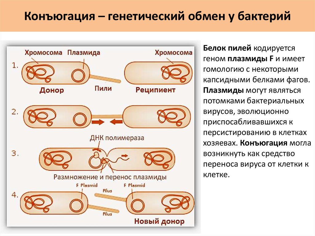 Процесс происходящий у бактерий. Половое размножение у бактерий у бактерий. Схема этапы конъюгации у бактерий. Этапы конъюгации бактериальных клеток. Механизм конъюгации микробиология.