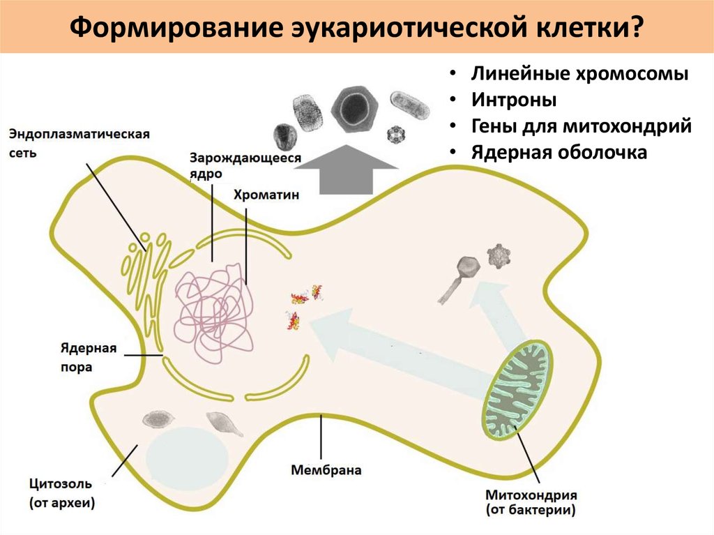 Линейная клетка